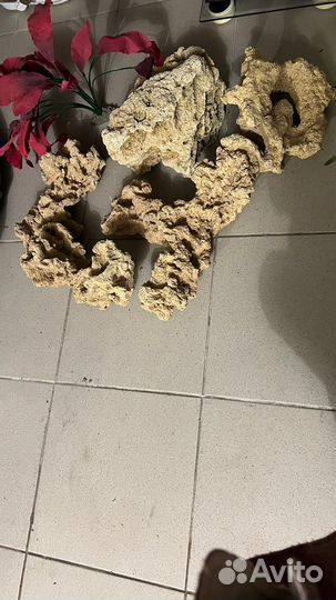 Кораллы для аквариума