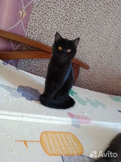 Кошка