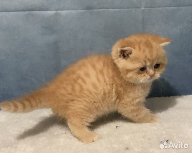 Солнечный британчик