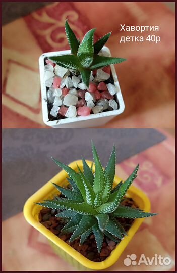 Суккуленты