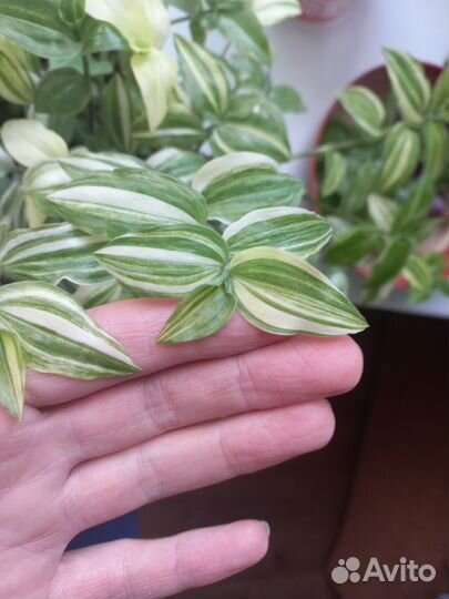 Традесканция