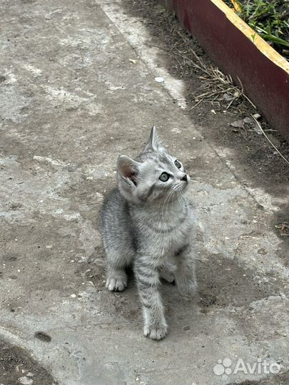 Отдам котенка в добрые руки