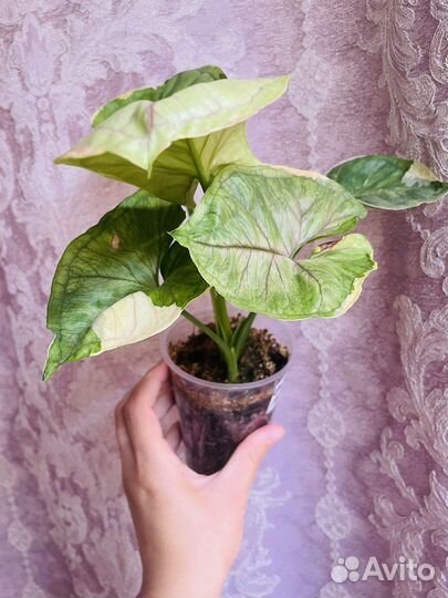 Сингониум орм тонг вар