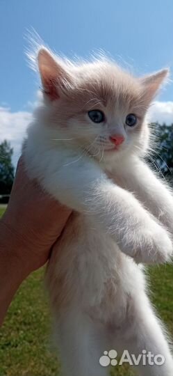 Котята в добрые руки бесплатно