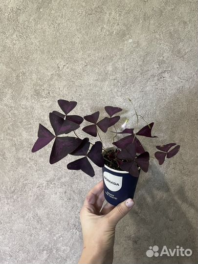 Кислица оксалис
