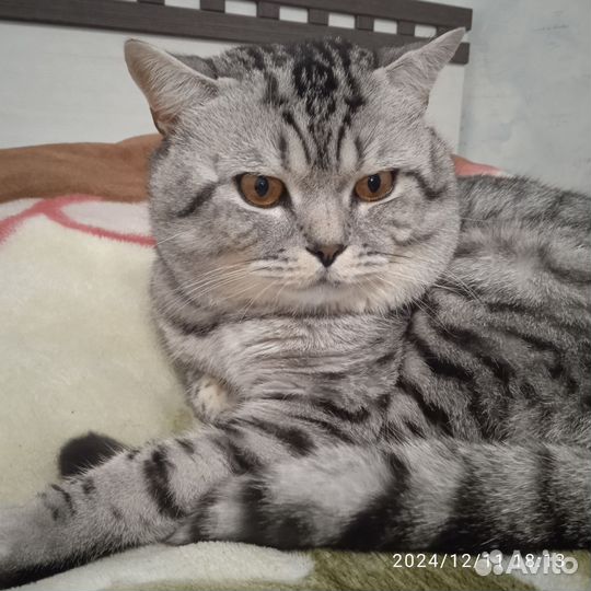 Отдам кота в добрые руки