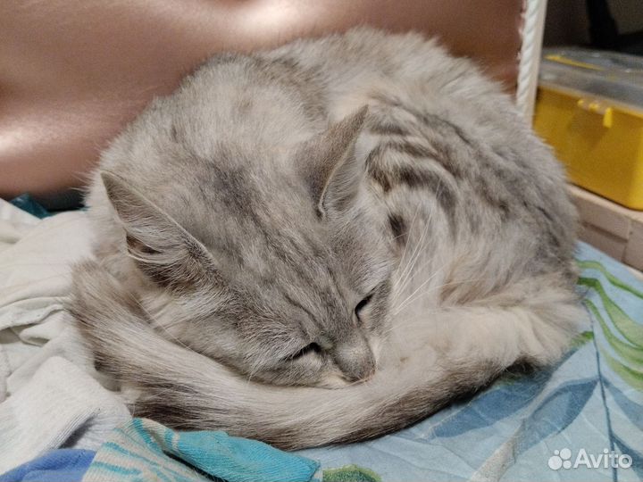 Кошка по имени Дуся