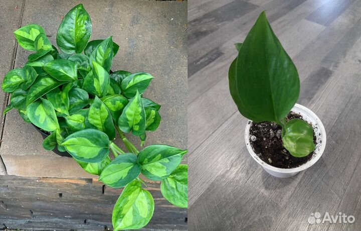 Комнатные растения