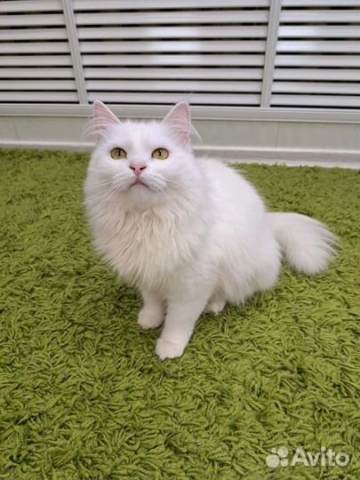 Милашка Элис