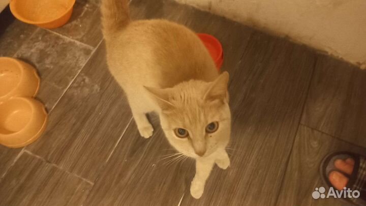 Кошка в дар бесплатно