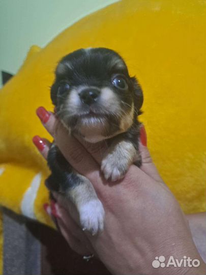 Чихуахуа щенки