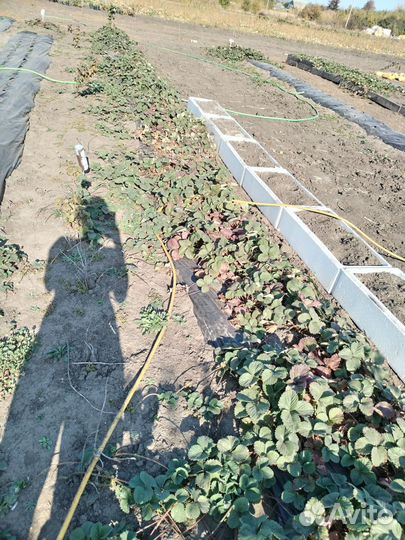 Клубники саженцы Лорд