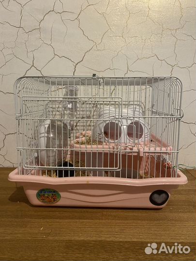 Сирийский хомяк с клеткой