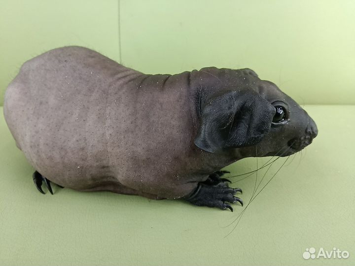 Морские свинки лысые голые малыши 4 шт