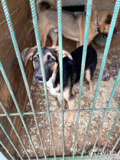 Спасите Джуна, малышу не место в приюте