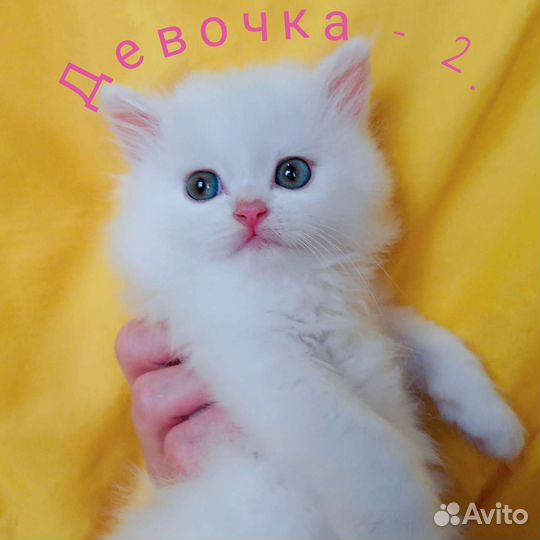 Шотландские котята
