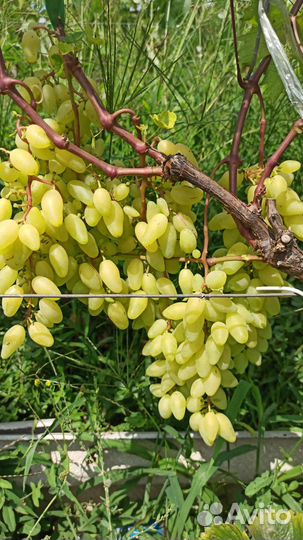 Саженцы винограда новинки