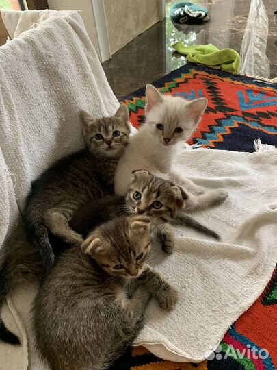 Котята в добрые руки