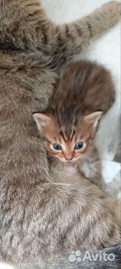 Британская кошка