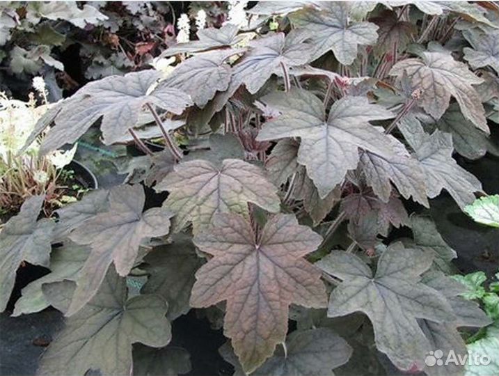 Гейхерелла Арт Деко