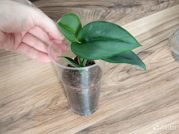 Сциндапсус мунлайт