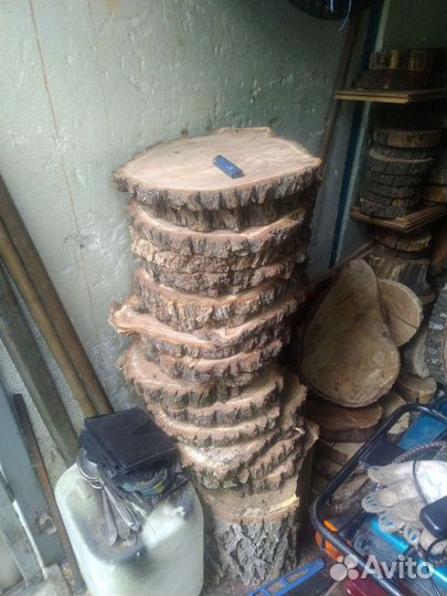 Спилы дуб берёза ильм