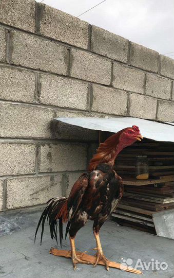 Бойцовые петухи и куры
