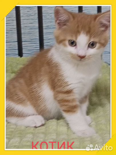 Шотландские прямоухие котята