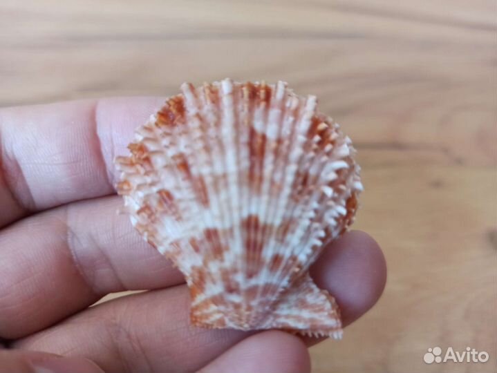 Морская раковина