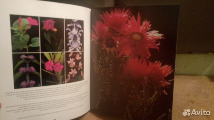 Энциклопедии комнатного цветоводства (4 шт.)