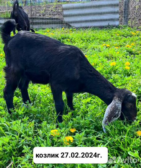 Англо нубийские козы