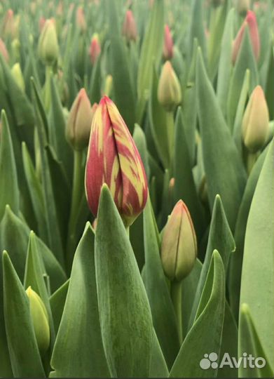 Тюльпаны Оптом