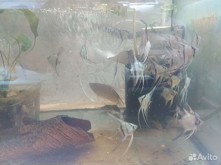 Аквариумные рыбки