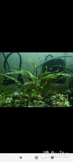 Аквариумные растения