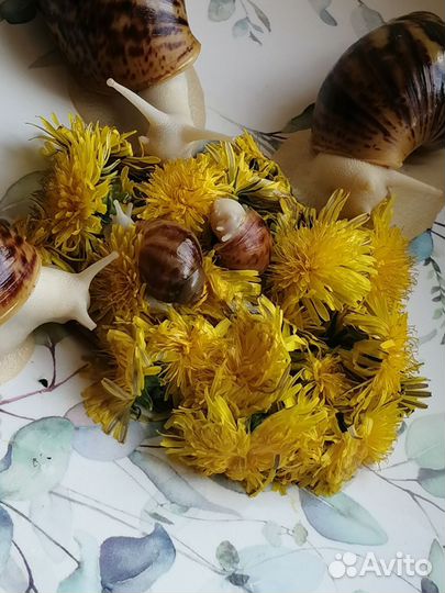 Улитки архахатины овум