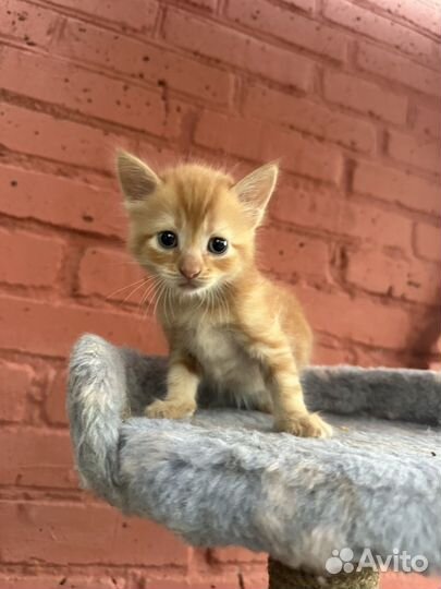 Котята ищут дом