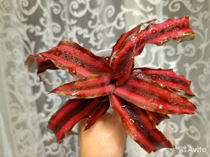 Криптантус 