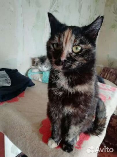 Кошка стерилизованная