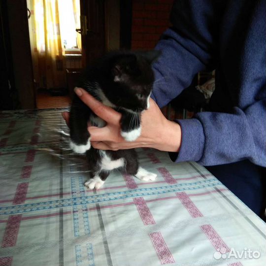 Кошка в дар