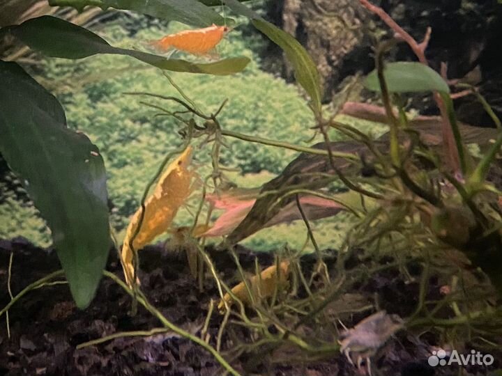 Креветки желтый неон и синие