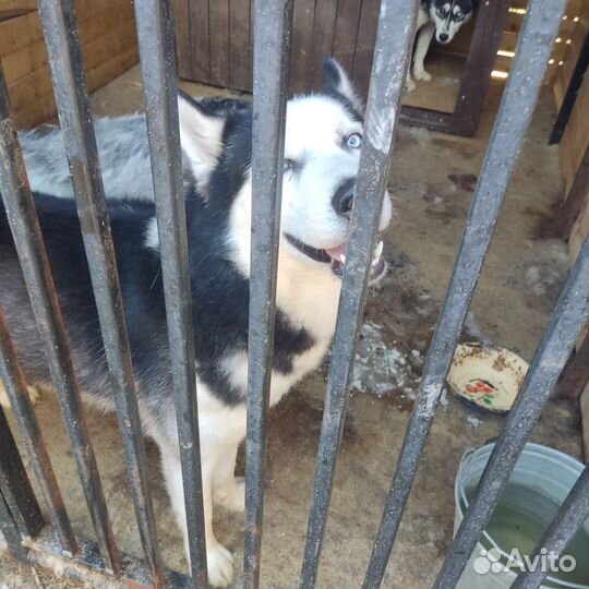 Хаски с приюта