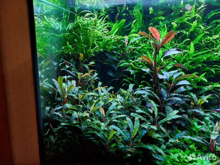 Буцефаландры