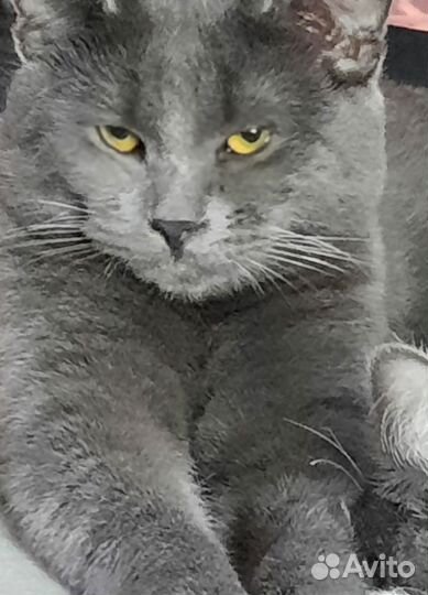 Кот русская голубая вязка