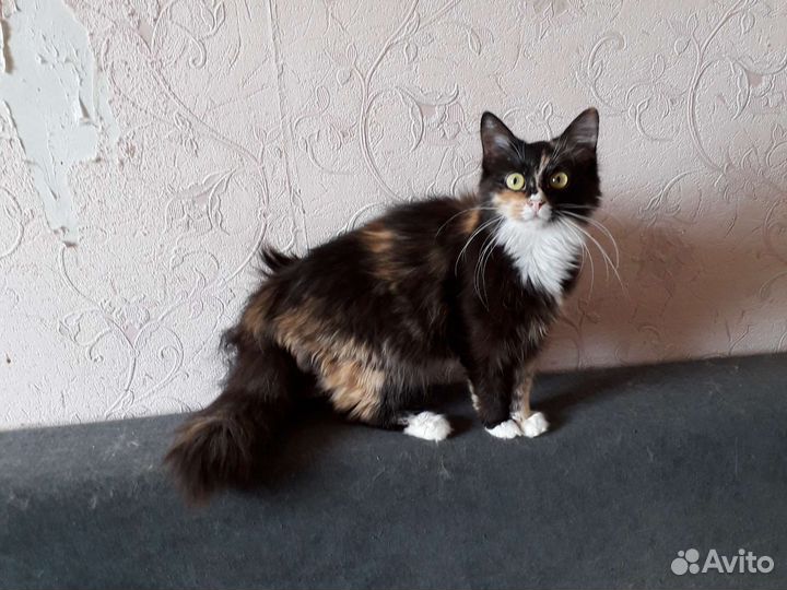 Красавицы кошки