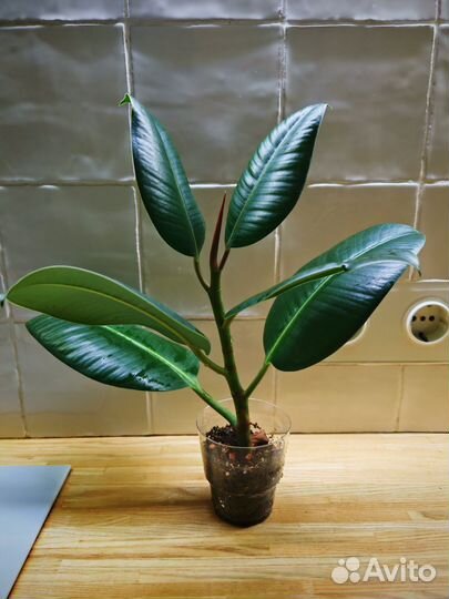 Фикус эластика