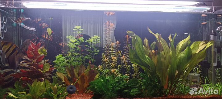 Аквариум с тумбой и всем оборудованием