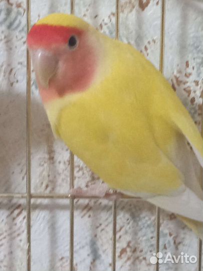 Неразлучники