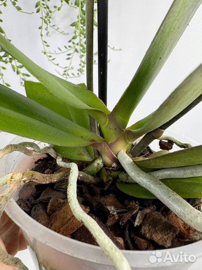 Орхидея фаленопсис Бананка трилипс