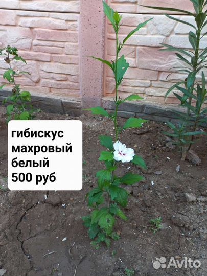 Гибискус махровый/обычный