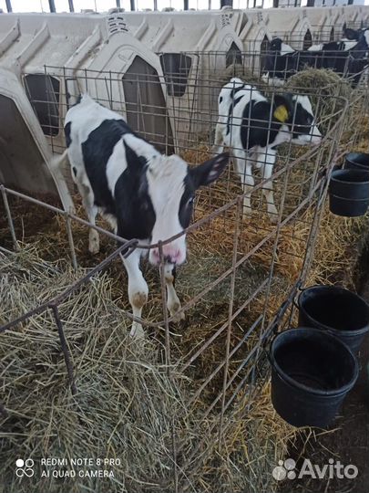 Телята бычки на откорм